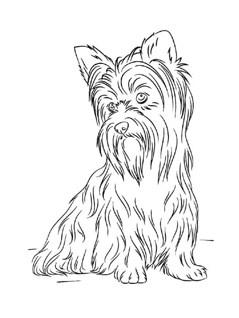 Dibujos De Yorkshire Terrier Realista Para Colorear Para Colorear