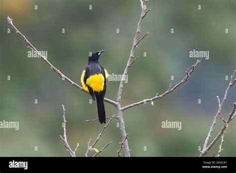 Black Vented Oriole Icterus Wagleri Icterus Wagleri Wagleri Perched