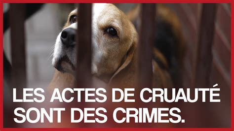 Pétition Pour Que Les Actes De Cruauté Envers Les Animaux Soient