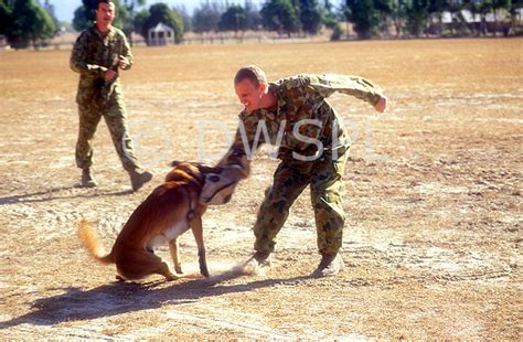 Australian Army Personnel Training Dogs