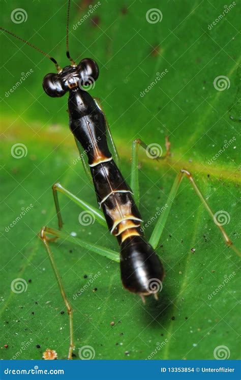 Praying Mantis Nymph Stock Photo Image Of Curiosity 13353854