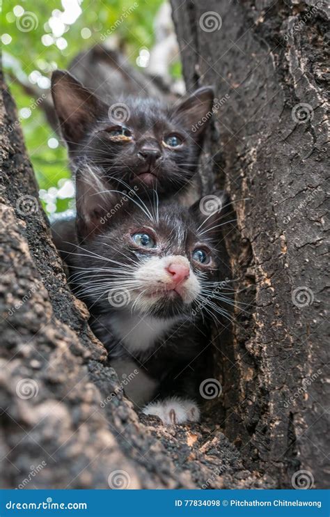 Two Kittens On Tree Stock Photo Image Of Small Focus 77834098