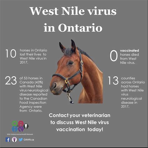 Oahn Equine West Nile Virus Infographics Ontario Animal Health Network