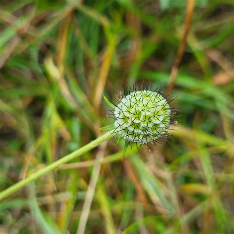 Tauben Skabiose Scabiosa Columbaria Wildland