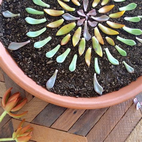 How To Propagate Succulents Simple And Easy Hannah Ra