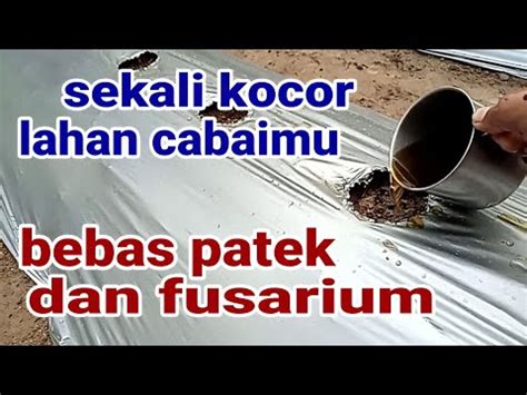 Cara Mencegah Jamur Patek Layu Fusarium Pada Lahan Cabai YouTube