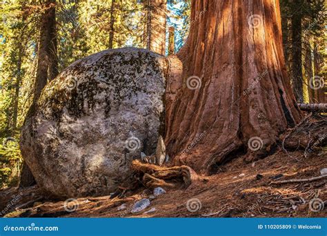 Crecimiento De La Roca Del árbol De La Secoya Imagen de archivo