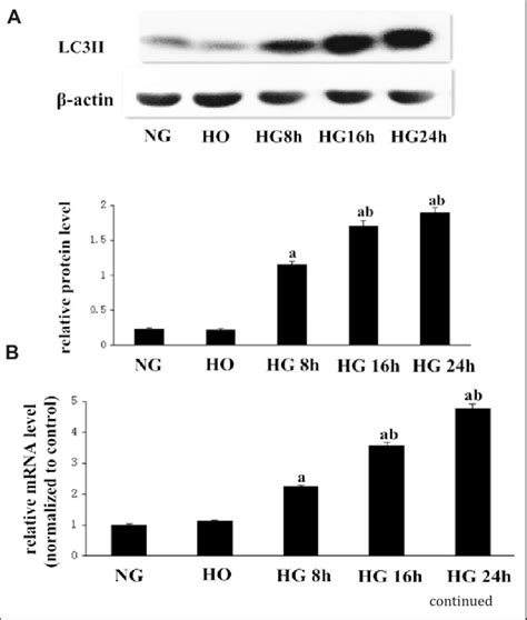 Effect Of High Glucose On Autophagy And Apoptosis In Hk Cells