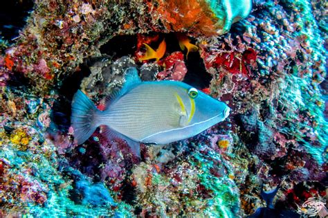 Boomerang Triggerfish Facts And Photographs • Seaunseen