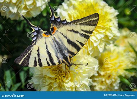 Mariposa En Un Campo De Flores Foto De Archivo Imagen De Polilla