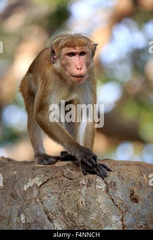 Toque Macaque Macaca Sinica Adult Close Up Of Head Sri Lanka