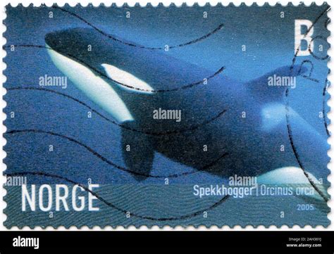 Killer Whale (Orcinus orca Stock Photo - Alamy