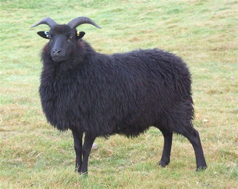 Black Sheep Animal