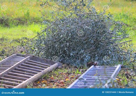 Pruning of olive trees stock photo. Image of agriculture - 130231444