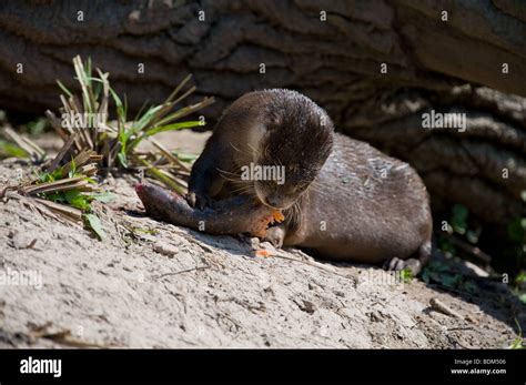 North American River Otter Lontra Canadensis Feeding On Fish On A River