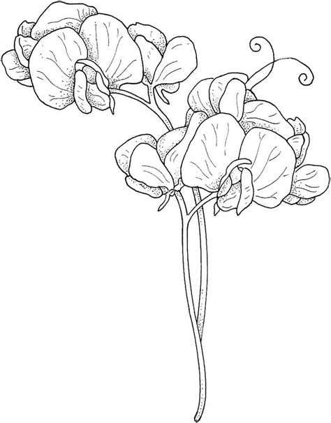 Coloring Pages Sweet Pea Printable For Kids And Adults Free To Download