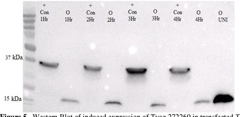 Figure 1 From CHARACTERIZATION OF PHYTOCYSTATIN LIKE CYSTEINE PROTEASE