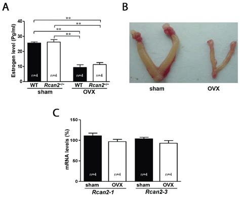 Serum Levels Of Estradiol And Expression Of Rcan Mrna In Ovx Mice A