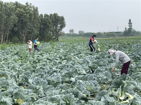 雲林綠營包下高麗菜田 10元自採1顆帶回家1顆捐公益農業 僑務電子報