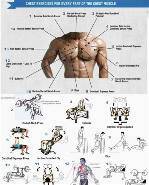 Simple Chest Workouts For Definition For Build Muscle Fitness And