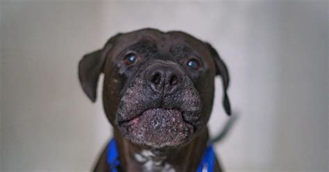 Finger Lakes Spca A Dog You Can Bear Ly Take Your Eyes Off