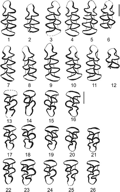 1-12 -first lower molars (m1) and 13-26 third upper molar (M1) of the ...