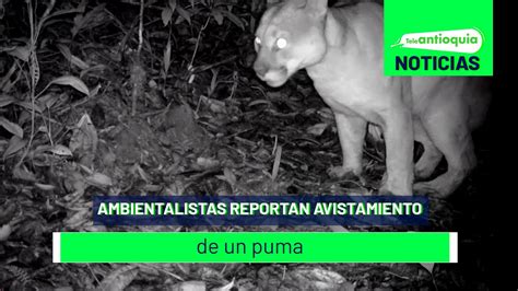 Ambientalistas Reportan Avistamiento De Un Puma Teleantioquia