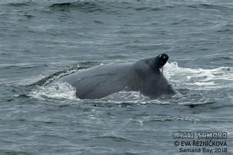 Whale Samana - Home | Facebook