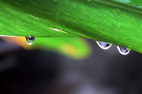 Green Leaf Dew Free Photo On Pixabay Pixabay