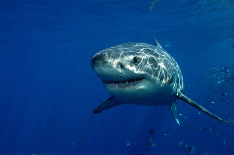 Pictures Of Baby Great White Sharks