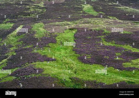 Scottish Heather Hi Res Stock Photography And Images Alamy