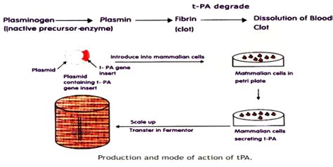 Depict the production and mode of action of tissue plasminogen ...