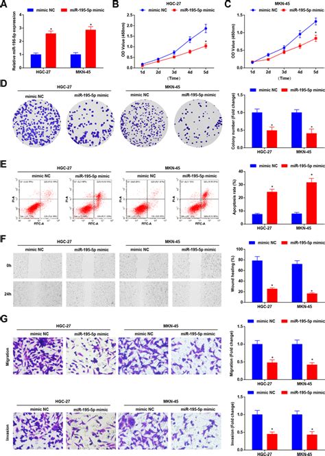 Up Regulation Of MiR 195 5p Inhibits GC Cell Activities A RT QPCR