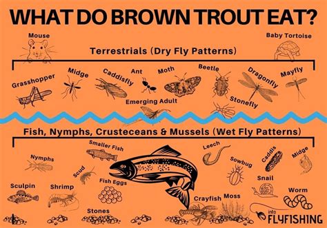 What Do Brown Trout Eat Into Fly Fishing