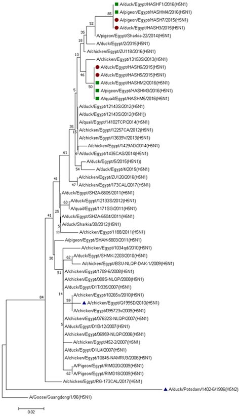 Phylogenetic Analysis Of Ha Gene Nucleotide Sequences Of Avian Download Scientific Diagram