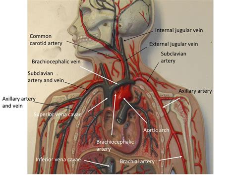 External Jugular Vein Vena Cava