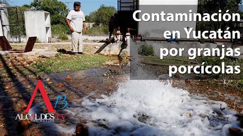 Contaminación en Yucatán por granjas porcícolas YouTube