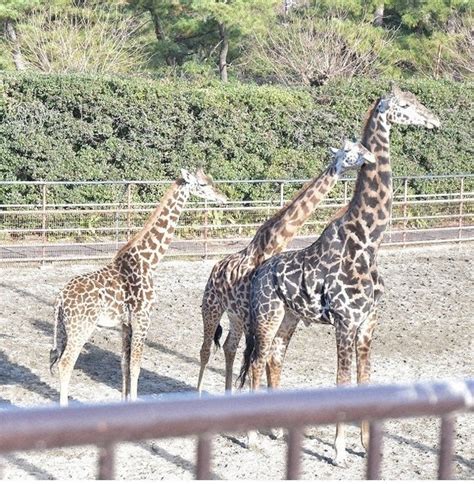 宮崎市フェニックス自然動物園 3月3日まで小中学生無料 毎日新聞