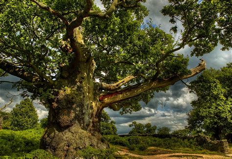 Дуб дерево в лесу (много фото) - treepics.ru