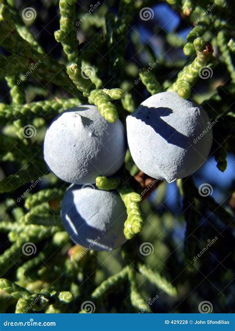 Blue Berries stock photo. Image of food, fruit, close, berries - 429228
