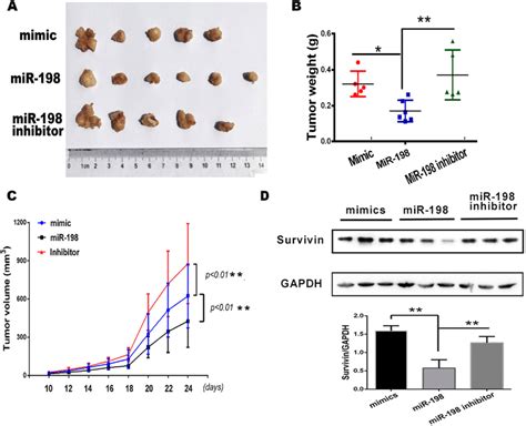 Mir 198 Inhibits The Growth Of Renal Cell Carcinoma A498 Cells Were