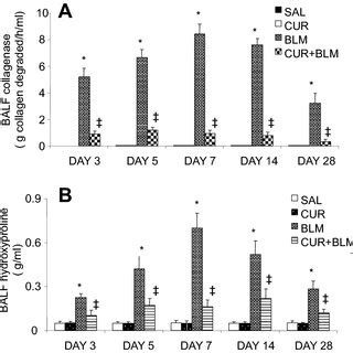 Protective Effects Of Curcumin On Bleomycin Induced Increases In Lung