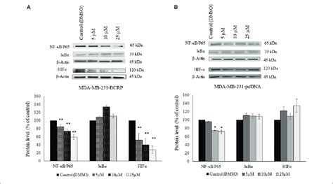 Western Blot Analysis Of Nf κb Iκb And Hif 1α In Download