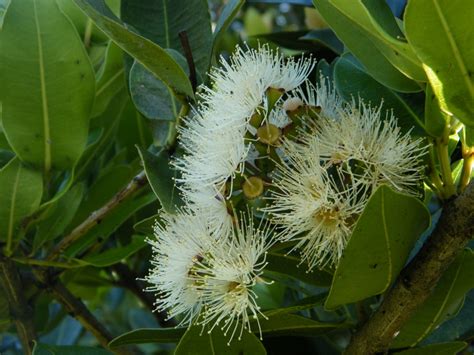 Syzygium Guineense Images Useful Tropical Plants