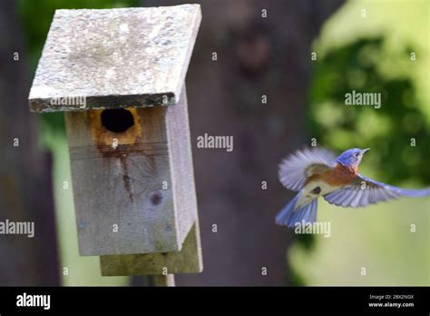 A Male Eastern Bluebird Flying Away From Its Nesting Box In Union