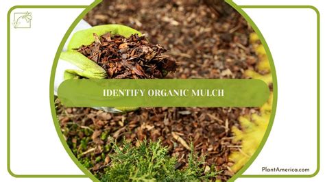 What To Do With Old Mulch The Gardeners Simple And Easy Guide Plant America