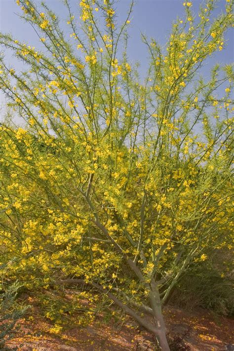 How To Plant A Desert Museum Palo Verde Tree Kimiko Fair