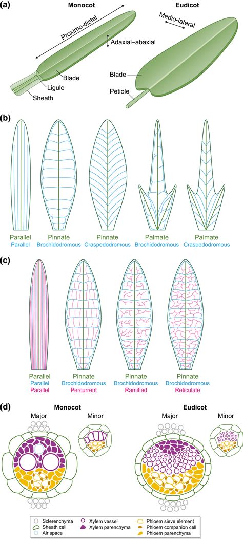 Reticulate Venation Diagram