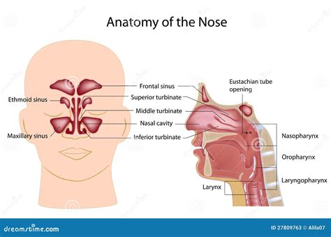 Anatomie De Nez Illustration De Vecteur Illustration Du Cordons 27809763