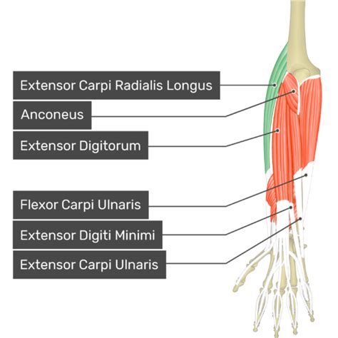 Extensor Carpi Radialis Longus Getbodysmart